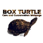 Box Turtle Care & Conversation