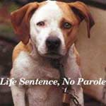 End the Suffering of Chained Dogs